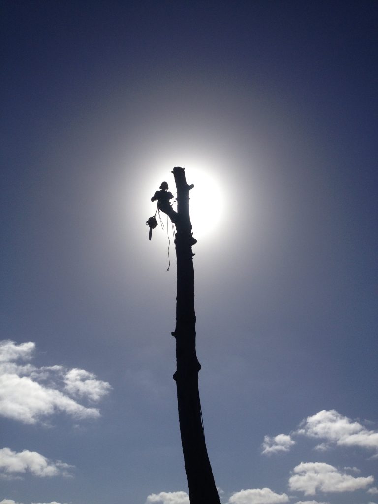 Image of arborist pruning at top of high tree