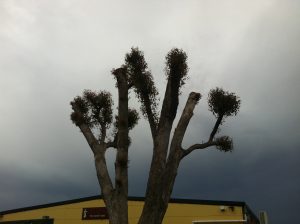 Image of a poorly lopped tree