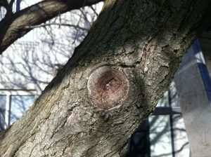 Image of tree scarring healing
