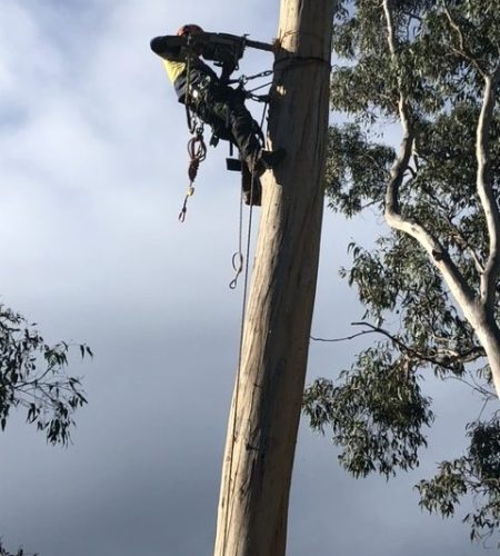Image of arborist chain sawing top of tree