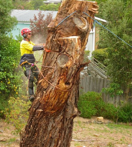 Image of professional arborist working on tree removal
