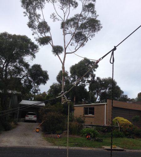 Image of complex rigging enabling safe tree removal