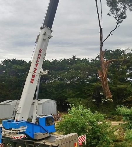 Images of tree and stump removal